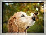 Golden retriever, Pies, Motyl